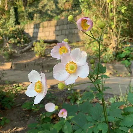 Apartmán Elbufer 83